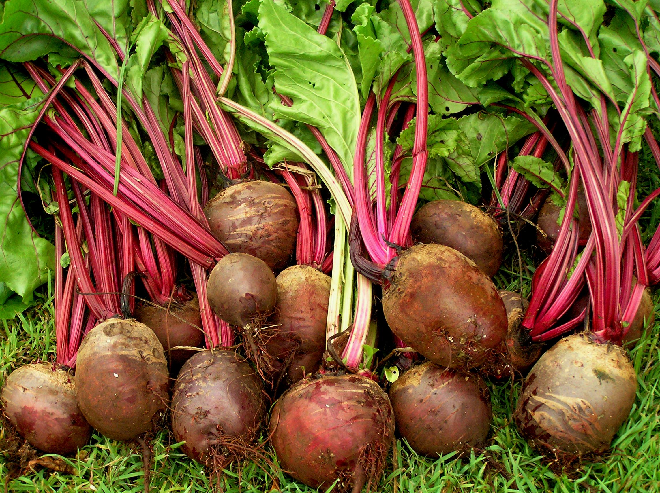 Tips for growing the best organic beetroot